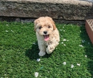 Cockapoo-Poodle (Toy) Mix Puppy for sale in GOSHEN, IN, USA