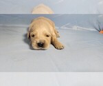 Small #4 Golden Retriever
