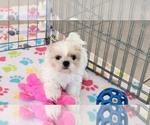 Small #9 Shih Tzu