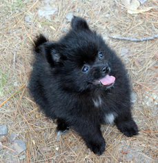 Pomeranian Puppy for sale in HARRISON, AR, USA