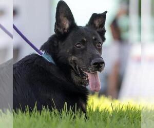 Santiago - Male Mutt Dog for Adoption - Photo #33
