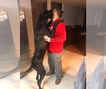 Small Photo #1 Great Dane Puppy For Sale in INDIANAPOLIS, IN, USA