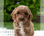 Small #5 Poodle (Miniature)