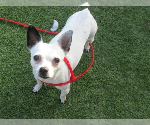 Medium Photo #1 Chihuahua Puppy For Sale in Orange, CA, USA