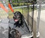 Small #1 English Cocker Spaniel