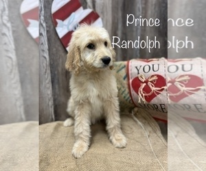 Goldendoodle Puppy for sale in HAYDEN, AL, USA