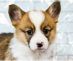 Small #2 Cardigan Welsh Corgi