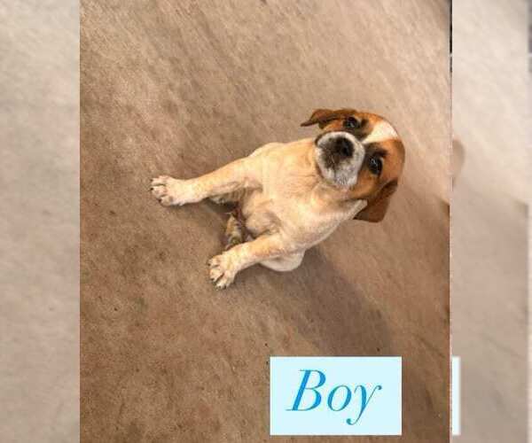 Medium Photo #4 Labrador Retriever-Unknown Mix Puppy For Sale in Brewster, NY, USA