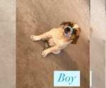 Small #3 Labrador Retriever Mix