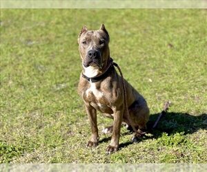 Mastiff-Unknown Mix Dogs for adoption in Vero Beach, FL, USA
