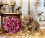 Small Photo #55 Aussiedoodle Puppy For Sale in COMMERCE, MI, USA