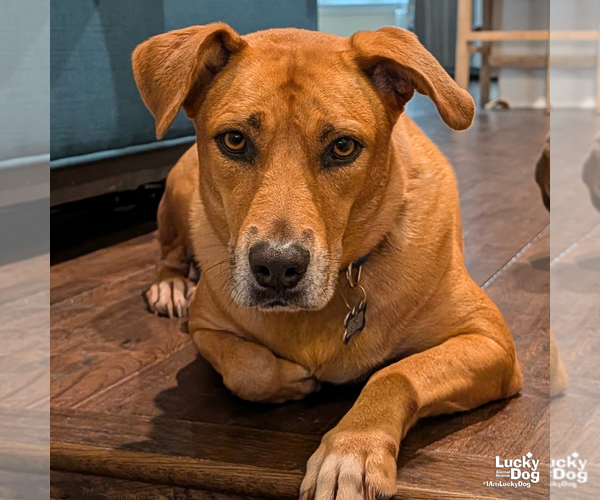 Medium Photo #8 Labrador Retriever-Unknown Mix Puppy For Sale in Washington, DC, USA