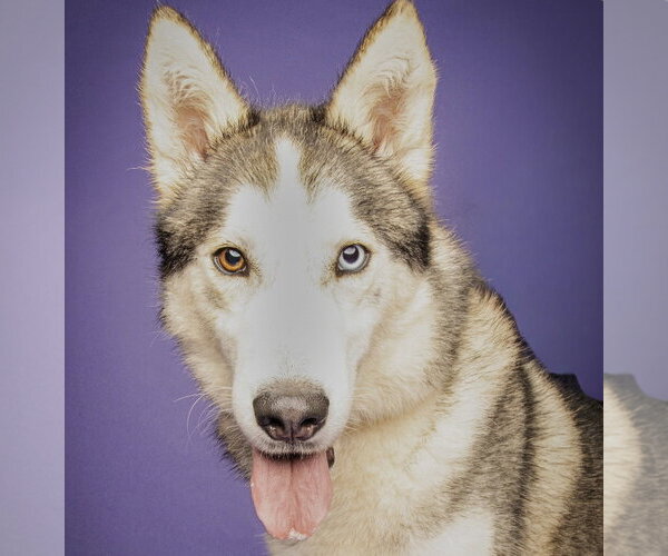 Medium Photo #1 Siberian Husky-Unknown Mix Puppy For Sale in Rockaway, NJ, USA