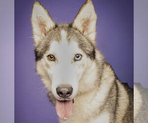 Siberian Husky-Unknown Mix Dogs for adoption in Rockaway, NJ, USA