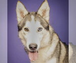 Small Siberian Husky Mix