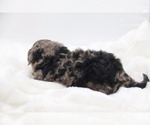 Small #33 Cockapoo