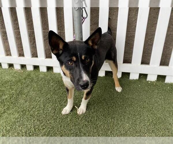 Medium Photo #1 Mutt Puppy For Sale in Modesto, CA, USA