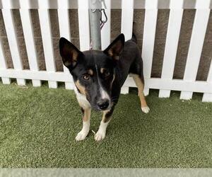 Mutt Dogs for adoption in Modesto, CA, USA