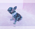 Small Photo #4 French Bulldog Puppy For Sale in SUWANEE, GA, USA