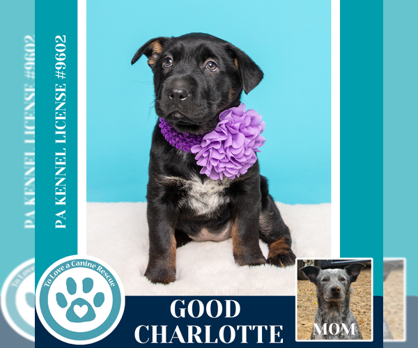 Medium Photo #12 Border Collie-Unknown Mix Puppy For Sale in Kimberton, PA, USA