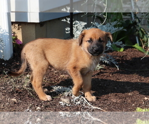 Golden Shepherd-Rottweiler Mix Puppy for sale in SHILOH, OH, USA