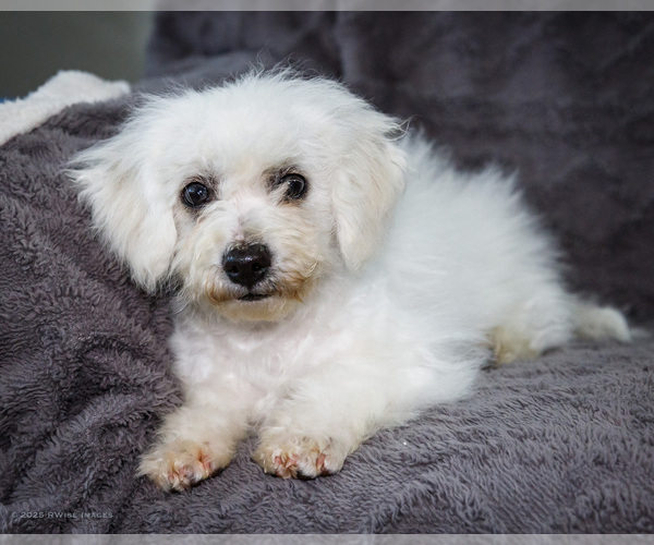 Medium Photo #16 Bichon Frise Puppy For Sale in WAKARUSA, IN, USA