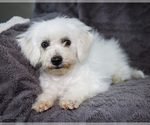 Small Photo #16 Bichon Frise Puppy For Sale in WAKARUSA, IN, USA
