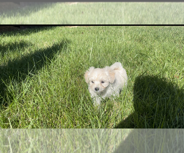 Medium Photo #1 Maltipoo Puppy For Sale in GREENSBORO, NC, USA