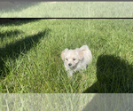 Small Photo #1 Maltipoo Puppy For Sale in GREENSBORO, NC, USA