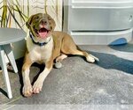 Small Photo #5 American Bulldog-Labrador Retriever Mix Puppy For Sale in Tampa, FL, USA