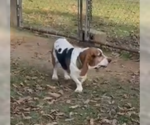 Small #2 Basset Hound