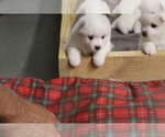 Small Photo #3 American Eskimo Dog Puppy For Sale in STATESVILLE, NC, USA