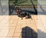 Small #1 Dachshund