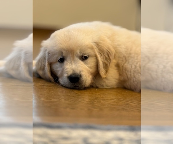 Medium Photo #4 English Cream Golden Retriever Puppy For Sale in BYRON CENTER, MI, USA