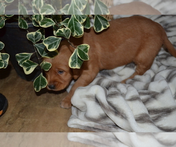 Medium Photo #3 Golden Retriever Puppy For Sale in GREENWOOD, WI, USA