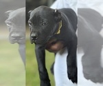 Small Photo #21 Cane Corso Puppy For Sale in ANDERSON, IN, USA