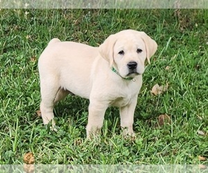 Labrador Retriever Puppy for sale in GOODE, VA, USA