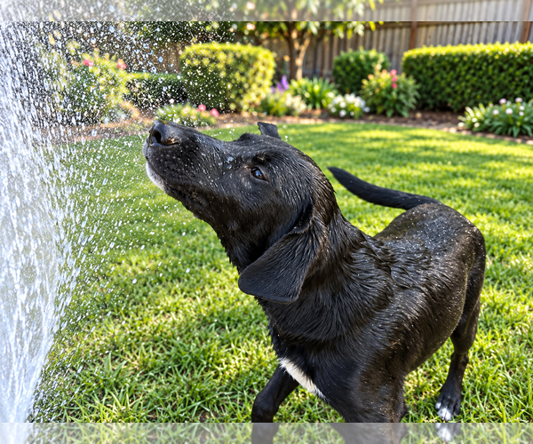 Medium Photo #4 Labrador Retriever-Unknown Mix Puppy For Sale in Clovis, CA, USA