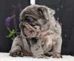 Small #7 French Bulldog