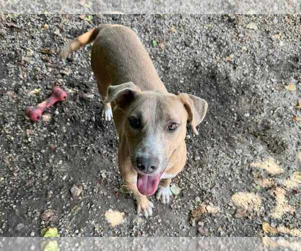 Medium Photo #2 Mutt Puppy For Sale in Anniston, AL, USA