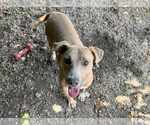 Small #1 Mutt