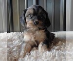 Small Photo #11 Cavapoo Puppy For Sale in CARLISLE, KY, USA
