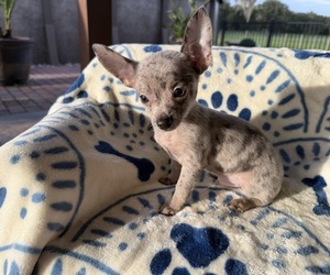 Chihuahua Puppy for sale in WEBSTER, FL, USA