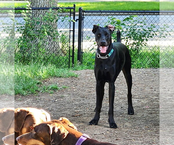 Medium Photo #12 Doberman Pinscher Puppy For Sale in Buffalo, MN, USA