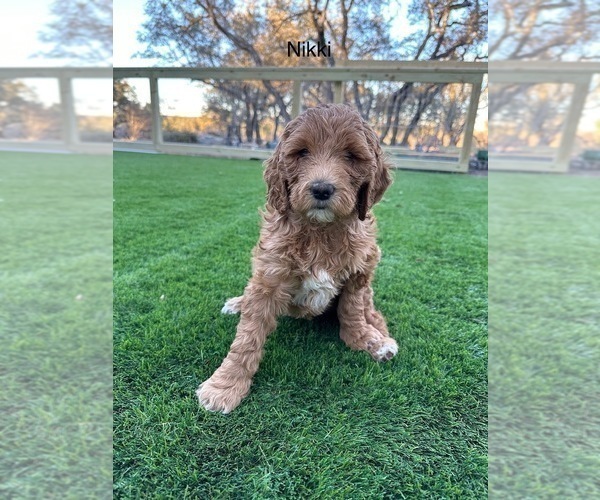 Medium Photo #1 Goldendoodle-Poodle (Standard) Mix Puppy For Sale in MARBLE FALLS, TX, USA