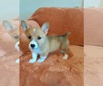 Small #2 Pembroke Welsh Corgi