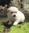 Small Photo #1 Pomeranian Puppy For Sale in STATHAM, GA, USA
