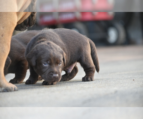 Medium Photo #5 Labrador Retriever Puppy For Sale in COVINGTON, TN, USA