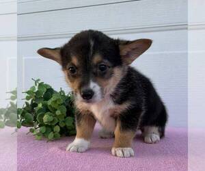 Pembroke Welsh Corgi Puppy for sale in FREDONIA, PA, USA