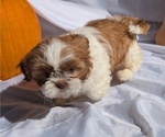 Small #5 Shih Tzu